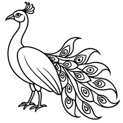 beautiful bird peacock silhouette