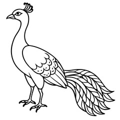 beautiful bird peacock silhouette