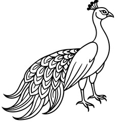 beautiful bird peacock silhouette