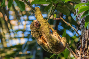 Pale-throated sloth (Bradypus tridactylus) is a species of three-toed sloth that inhabits tropical rainforests in northern South America.  © Miroslav Srb