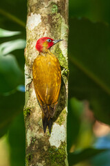 Rufous-winged woodpecker (Piculus simplex) is a species of bird in the family Picidae. It is found in Costa Rica, Honduras, Nicaragua and Panama.