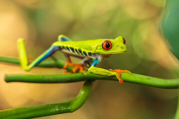 Red-eyed Tree Frog taken in deep rain forest in Costa Rica