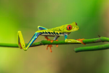 Red-eyed Tree Frog taken in deep rain forest in Costa Rica