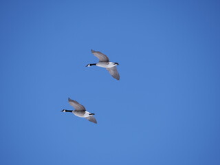 Canadian geese in flight