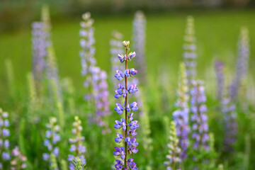 Stunning close-up of blooming lupine flowers with soft petals and rich colors, perfect for themes of gardening, farming, floristry, and natural beauty in horticulture scenes