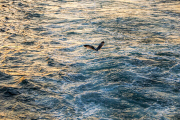 Naklejka premium seagull on the wavy sea