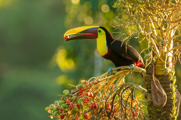 Yellow-throated Toucan (Chestnut-mandibled), or Swainson’s toucan, Ramphastos ambiguus swainsonii in a palm tree to eat palm nuts.  © Miroslav Srb