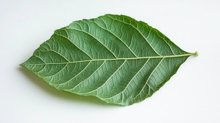 Obraz premium Single green leaf isolated on white background, showing detailed vein structure.
