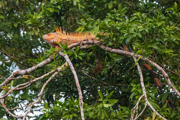 Green iguana, also known as the American iguana, is a large, arboreal, mostly herbivorous species...
