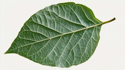 Close-up of a single, green leaf with detailed veins isolated on a white background.