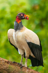 King vulture (Sarcoramphus papa) is a large bird found in Central and South America. It is a member of the New World vulture family Cathartidae. 