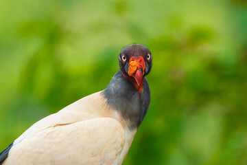King vulture (Sarcoramphus papa) is a large bird found in Central and South America. It is a member of the New World vulture family Cathartidae. 