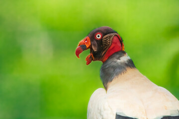 King vulture (Sarcoramphus papa) is a large bird found in Central and South America. It is a member of the New World vulture family Cathartidae. 