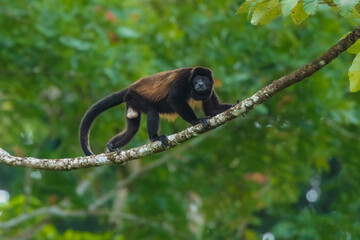 The golden-mantled howler (Alouatta palliata palliata) is a subspecies of the mantled howler. It ranges throughout much of Central America, in Guatemala, Honduras, Nicaragua and Costa Rica