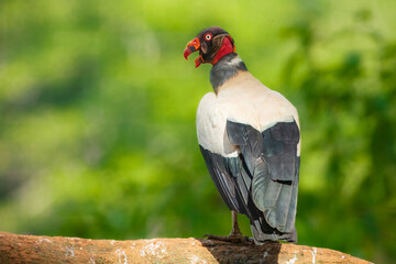 King vulture (Sarcoramphus papa) is a large bird found in Central and South America. It is a member of the New World vulture family Cathartidae. 