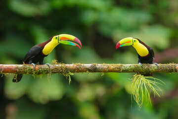 Keel-billed toucan (Ramphastos sulfuratus), also known as sulfur-breasted toucan or rainbow-billed toucan, is a colorful Latin American member of the toucan family. 