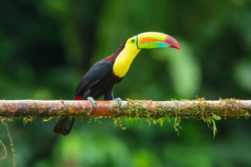Keel-billed toucan (Ramphastos sulfuratus), also known as sulfur-breasted toucan or rainbow-billed...