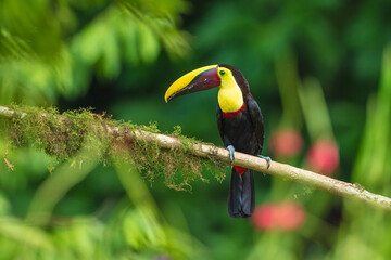 The yellow-throated toucan (Ramphastos ambiguus). Wildlife from Costa Rica, tropical bird. Toucan sitting on the branch in the forest, green vegetation. Nature travel holiday in central America. 