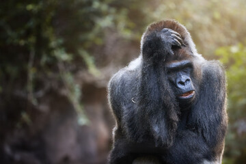Majestic Western Lowland Gorilla Portrait in Soft Sunlight. Ideal for Wildlife, Conservation, and Educational Themes.
