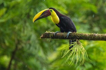 The yellow-throated toucan (Ramphastos ambiguus). Wildlife from Costa Rica, tropical bird. Toucan sitting on the branch in the forest, green vegetation. Nature travel holiday in central America. 