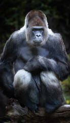Silverback Gorilla Sitting in a Pensive Pose Amidst Natural Habitat. Perfect for Conservation Themes, Wildlife Education, and Artistic Photography.