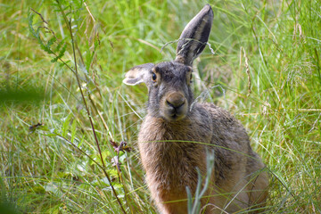 Fototapeta premium European hare sitting in grass in field on summer sunny day, close up