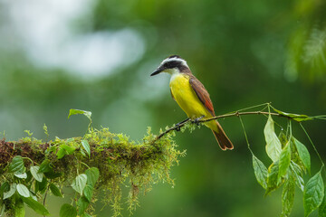 Yellow bird from Costa Rica. Great Kiskadee, Pitangus sulphuratus, Tyran bentevi , brown and yellow tropical tanager in nature habitat
