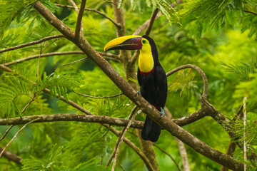 The yellow-throated toucan (Ramphastos ambiguus). Wildlife from Costa Rica, tropical bird. Toucan sitting on the branch in the forest, green vegetation. Nature travel holiday in central America. 