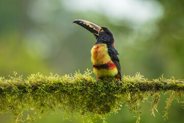 The collared aracari or collared araçari (Pteroglossus torquatus) is a toucan, a near-passerine...