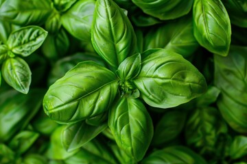 Fototapeta premium Fresh green basil leaves are growing in a garden, creating a vibrant and aromatic display