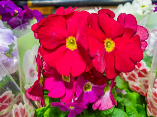 Obraz premium African violet flowers (Saintpaulia), Close-up, Blossoming and Macro photo