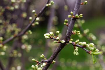 blooming plum, flowers on the tree, spring background