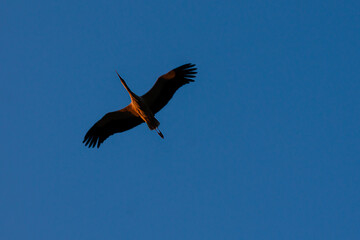 stork in the blue sky