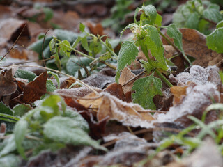 Close-up of different frosted leaves (including acorn and stinging nettle) on the ground on a sunny...