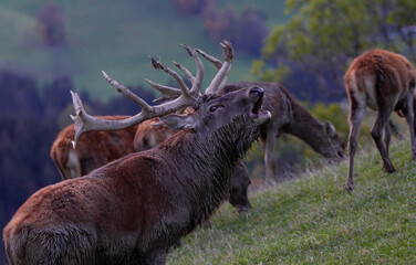 Hirsch bei der Brunft im Gebirge