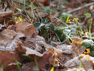 Close-up of different frosted leaves (including acorn and stinging nettle) on the ground on a sunny day in January in Bonn, Germany
