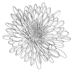 white chrysanthemum isolated on black