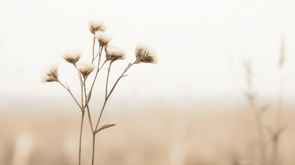 Obraz premium Delicate wildflowers in sepia tones against a blurred background.