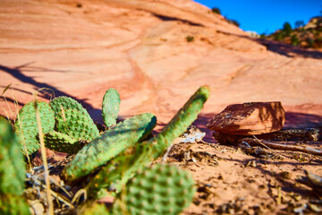 Prickly Pear Cacti and Sandstone at Zion Golden Hour Low Angle View
