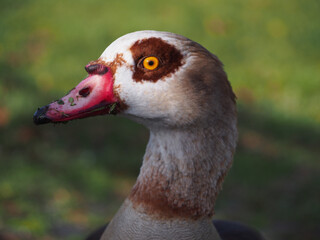 Close-up of the head of a foraging egyptian goose (alopochen aegyptiaca) near the Rhine of in Bonn, Germany