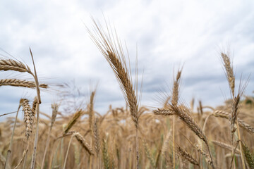 Barley with cloudy sky in summer