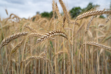 Barley in the country field 