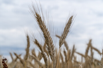 Ripe barley in close up