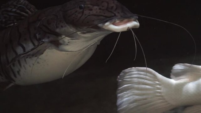 4K recording
Phractocephalus hemioliopterus fish
is swimming in a large aquarium.