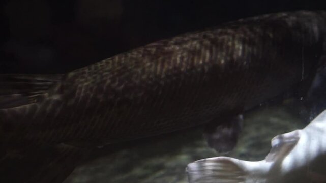 4K recording
Phractocephalus hemioliopterus fish
is swimming in a large aquarium.