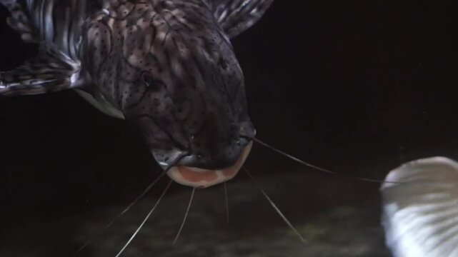 4K recording
Phractocephalus hemioliopterus fish
is swimming in a large aquarium.