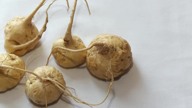 Maca from the Andes Mountains in Peru and Bolivia, South America