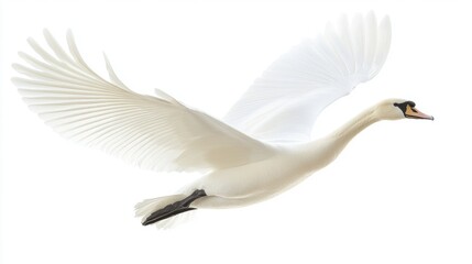 Fototapeta premium Elegant White Swan Gliding Gracefully Through Clear Air