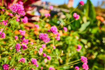 Vibrant Pink Globe Amaranth in Lush Garden Eye-Level Perspective