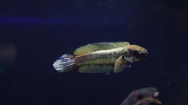 4K recording
Channa Fish
or Channa asphibeus
was swimming in the aquarium. freshwater fish in Indonesia